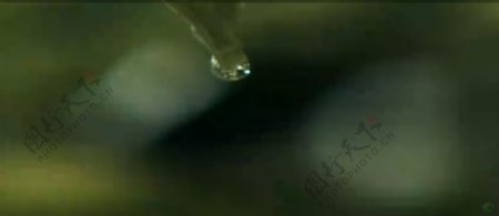滴水5树叶上水滴下来慢动作特写标清实拍动态视频素材