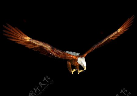 展翅高飞的老鹰图片免抠png透明图层素材