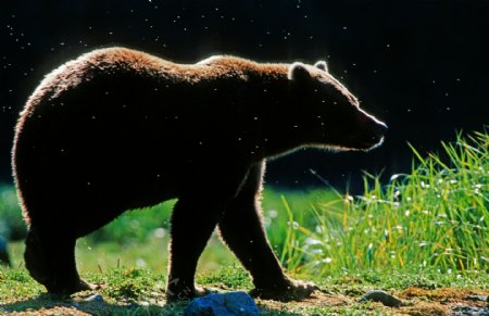 大棕熊摄影图片