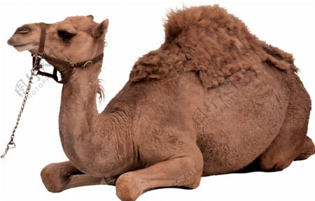 跪着的骆驼图片免抠png透明图层素材
