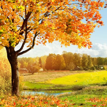美丽秋天树木图片