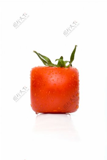 正方形西红柿图片