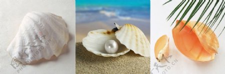 孕育珍珠的贝壳装饰画