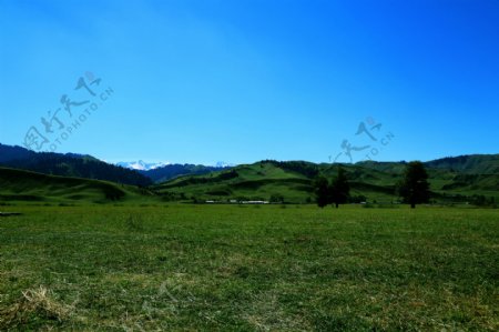 绿色草原景观图图片