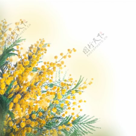 盛开的黄色野花图片