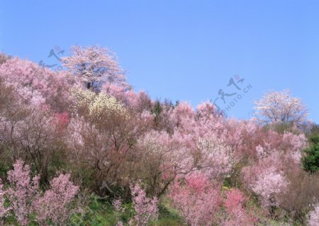 山上开满花的树木图片