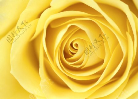 黄玫瑰特写图片图片