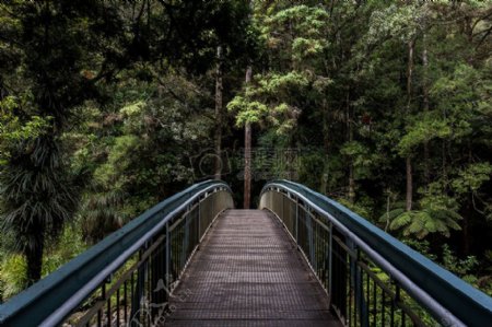 自然森林桥梁树木森林