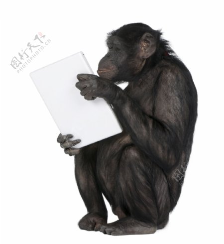 抱着笔记本电脑的黑猩猩图片