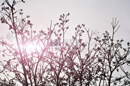 天空阳光明媚夏天灌木灌木树枝树