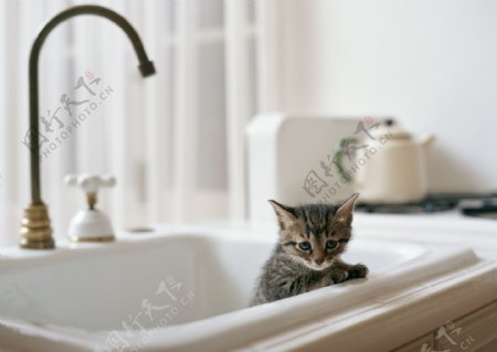 厨房水槽里的小猫图片