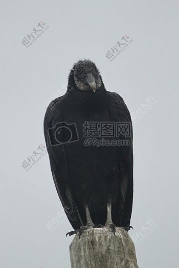 木材性质鸟动物在外面灰色黑色户外