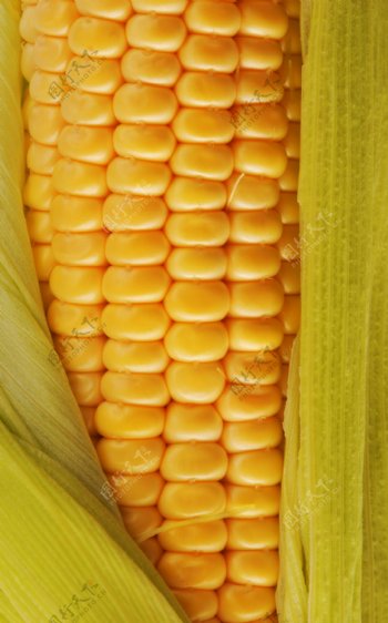 金色玉米农产品特写图片