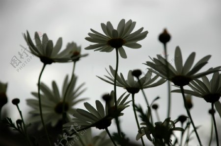 植物花朵摄影图片