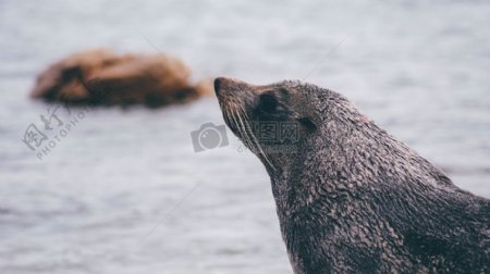 冷海水海洋动物南极野生动物密封海狮子