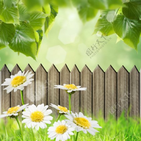 绿叶花朵和篱笆图片