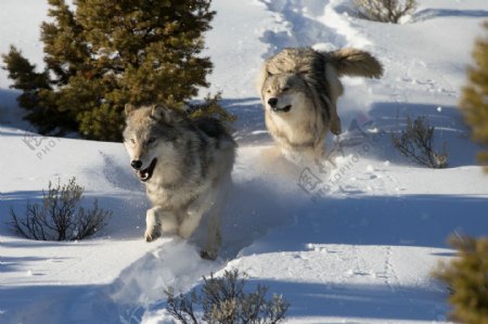 雪地奔跑的狼图片
