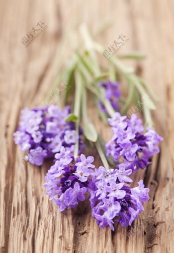 木板上的紫色花朵图片