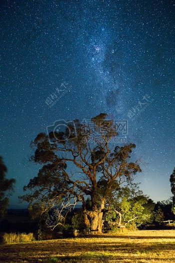 天空夜晚空间树星系银河系路明星轨道