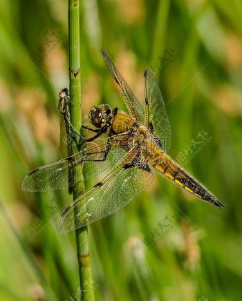 黄色和黑色蜻蜓栖息在青干的特写图摄影