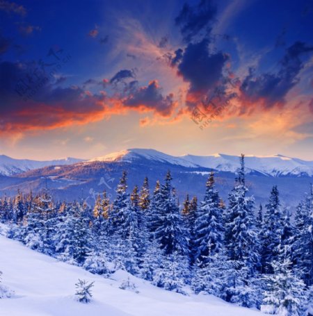 雪松雪地风景图片图片