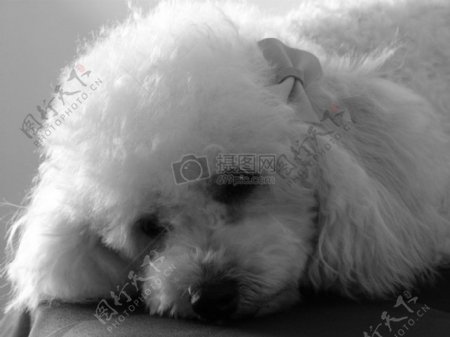 自然动物狗困了休息黑色和白色珍珠狮子狗