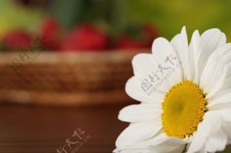 一朵雏菊花图片