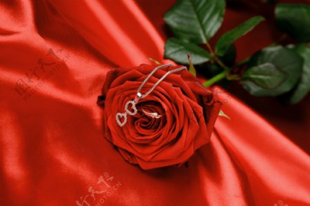 情人节玫瑰花与项练图片