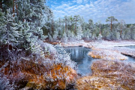 冬季里的树木小溪风景图片