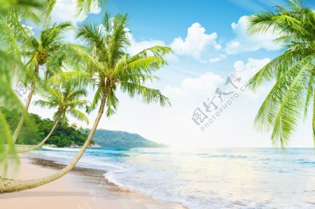 沙滩椰树与海浪图片