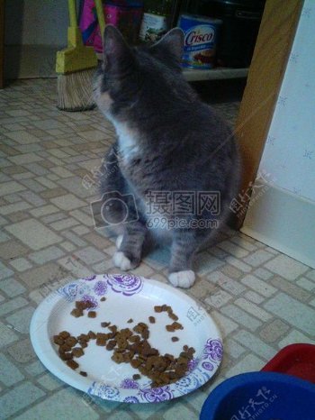 一只小猫在吃猫粮