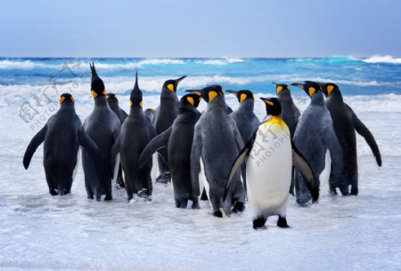 海岸的企鹅图片