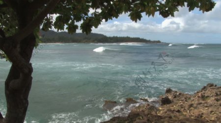 夏威夷的景色从一棵树下2股的录像视频免费下载