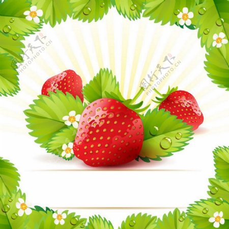 新鲜草莓背景图