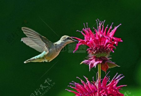 红宝石喉Hummingbird.jpg