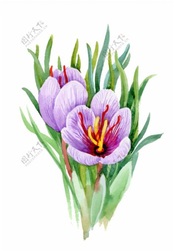 紫色花朵植物花朵水彩手绘矢量文件