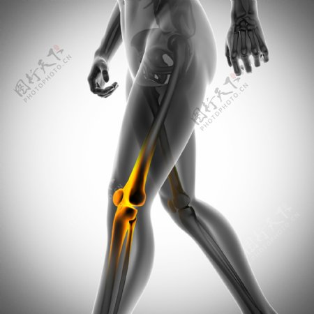 人体膝关节图片