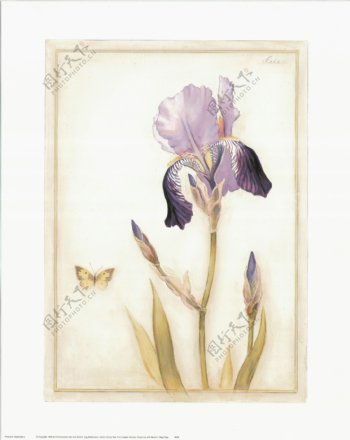 紫罗兰与蝴蝶装饰画