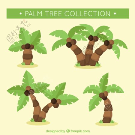 手绘棕榈椰子树插图矢量素材