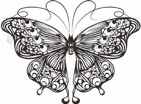 线描蝴蝶简洁翅膀美丽图片
