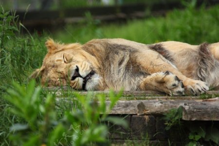 睡觉中的狮子