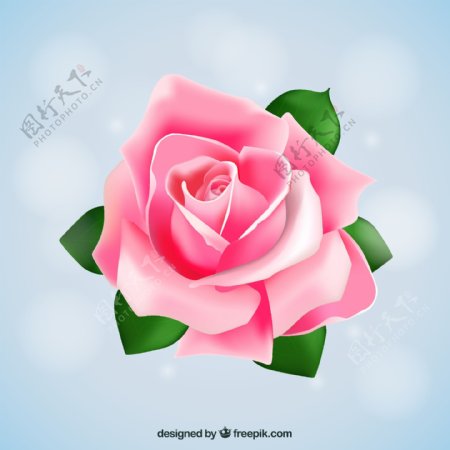 粉色盛开玫瑰花矢量素材