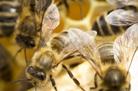 堆积觅食的蜜蜂