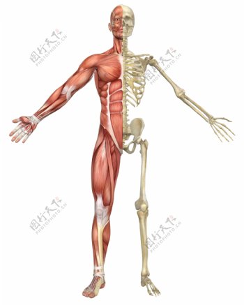 人体肌肉和骨骼图片