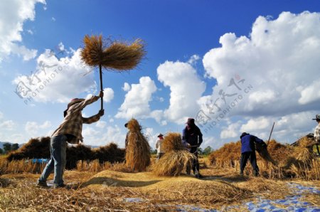 打麦场里的农民图片