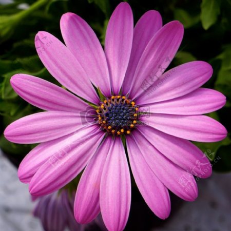 一朵紫色的花