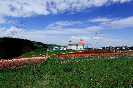 新疆江布拉克草原风景