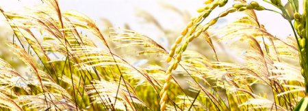 秋季金色水稻背景图