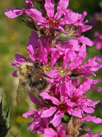 粉色花朵中的蜜蜂