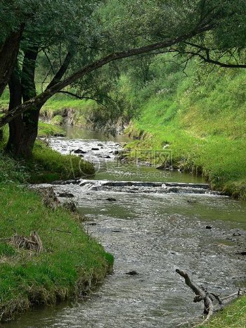 树林下的河流
